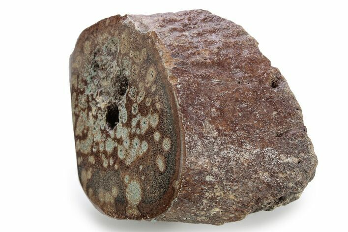 Polished Jurassic Plesiosaur (Colymbosaurus) Bone - England #320989